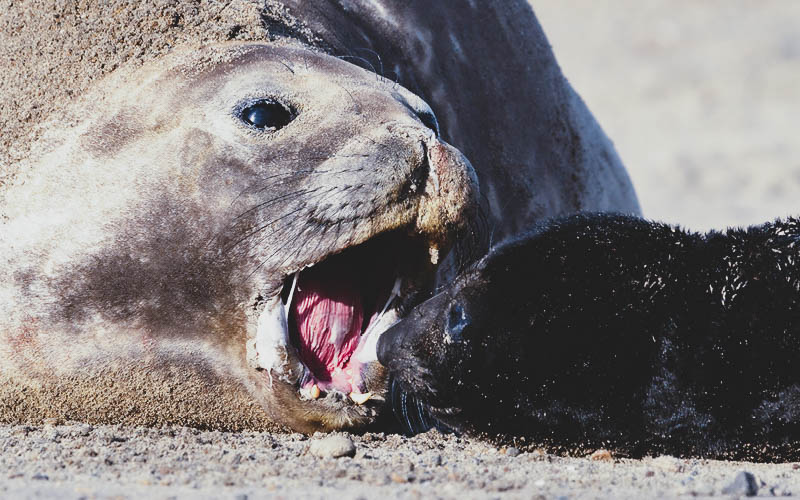 Madryn Private Tours®