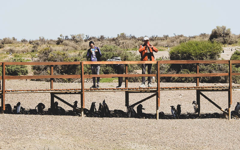 Madryn Private Tours®